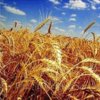 Производство зерновых в текущем году оценивается в 283 млн. тонн