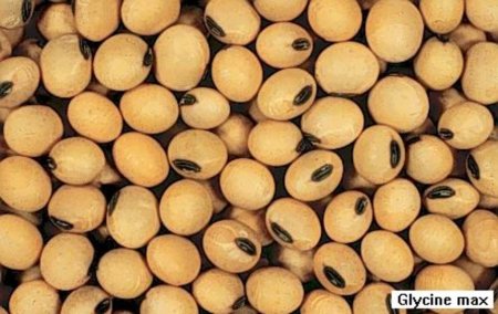 На Дальнем Востоке планируют увеличить производство и переработку сои