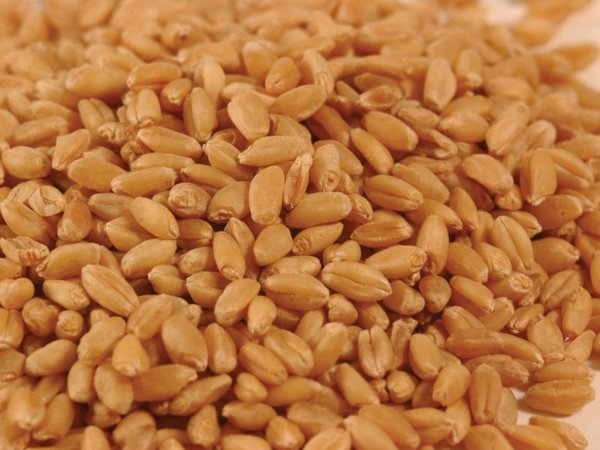 Великобритания: Экспорт пшеницы в феврале снизился