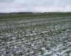 О состоянии озимых культур
