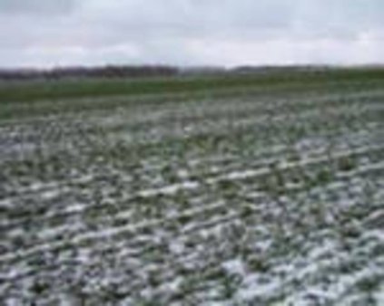 О состоянии озимых культур