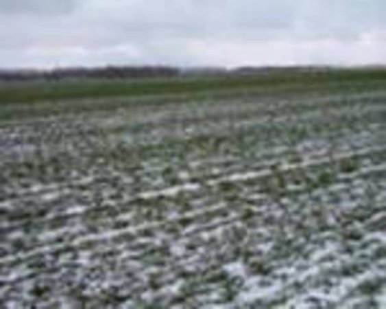 О состоянии озимых культур