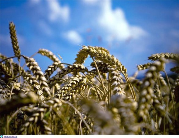 Индия выделит на экспорт 10 млн. тонн пшеницы из государственных запасов