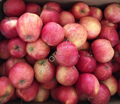 Яблоки оптом от производителя