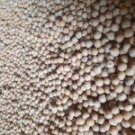 Нут продовольственный