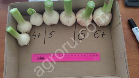 Чеснок молодой