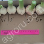 Чеснок молодой