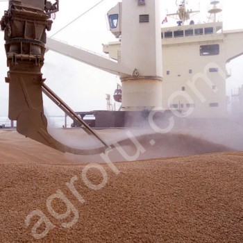 <span>кукуруза</span> экспорт