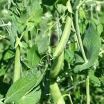 Семена гороха посевного.