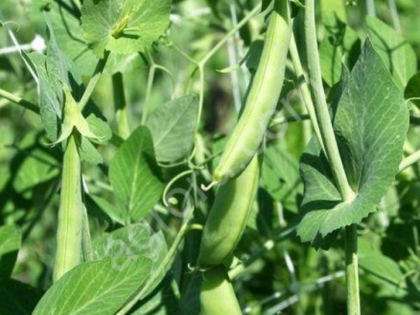 Семена гороха посевного.