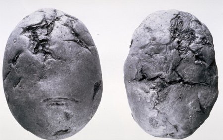 Под Калининградом выявлен новый очаг заболевания картофеля