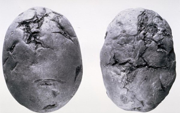 Под Калининградом выявлен новый очаг заболевания картофеля