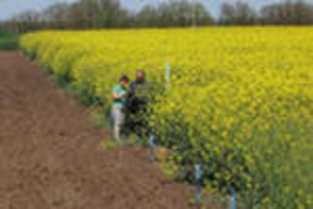 Украине придется переключиться на экспорт рапсового масла вместо семян рапса?