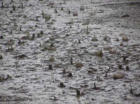В хозяйствах Амурской области временно приостановили сев сои