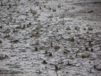 В хозяйствах Амурской области временно приостановили сев сои