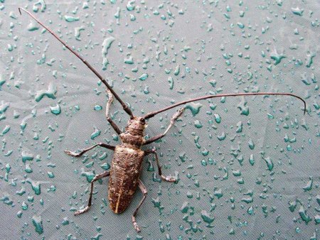 Известить о прибытии подкарантинного груза – обязанность хозяйствующего субъекта