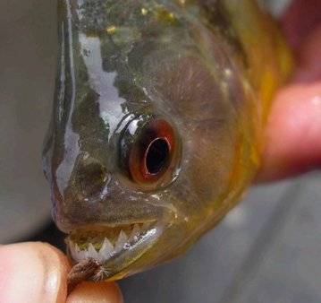 Пираньи разорвали 15 человек в Бразилии и троих в России