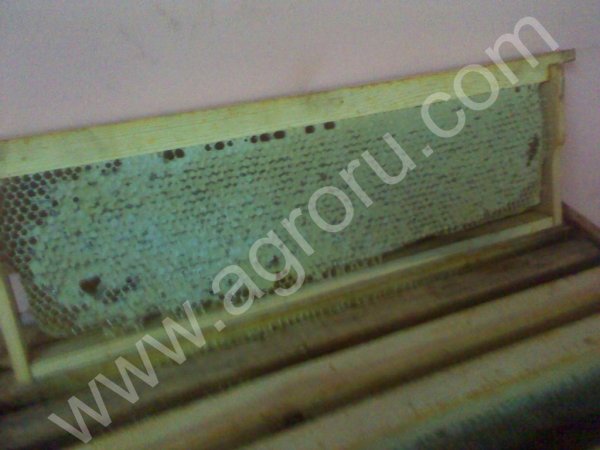 В подмосковных птицефермах начались внеплановые проверки