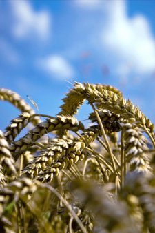 Ливия в 2012г. может импортировать 1 млн. тонн пшеницы