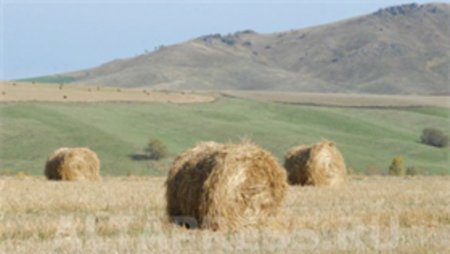 Бизнес и чиновники Косихи пытались понять друг друга