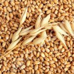 Пшеница ГОСТ 4 класс