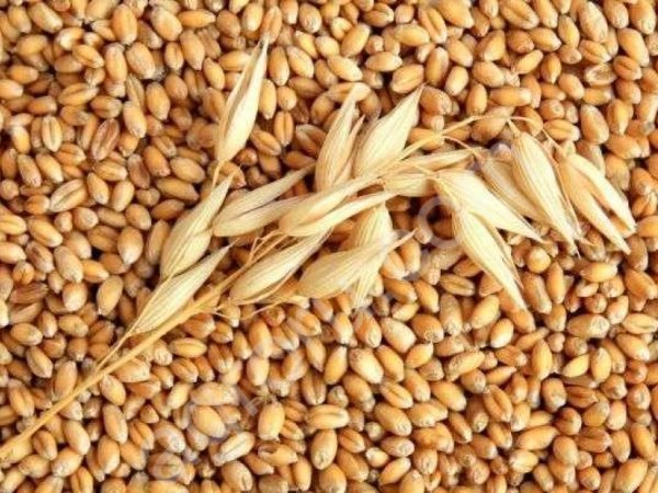 Пшеница ГОСТ 4 класс