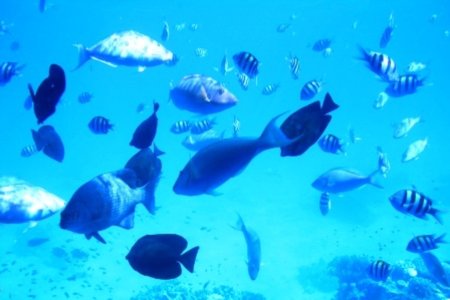 Ученые знают, как «насытить океаны»