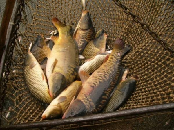 На «статус кво» не клюет! Или перспективы развития рыбной отрасли в России: мнение