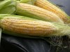 Россия сократит экспорт кукурузы в два раза из-за высокого внутреннего спроса