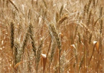 АМКУ выявил нарушения на рынке зерна Кировоградской области