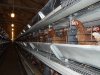 Оборудование помещений для птицы