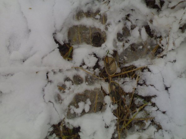 Посевы озимых зерновых в большинстве регионов Украины находятся в хорошем состоянии