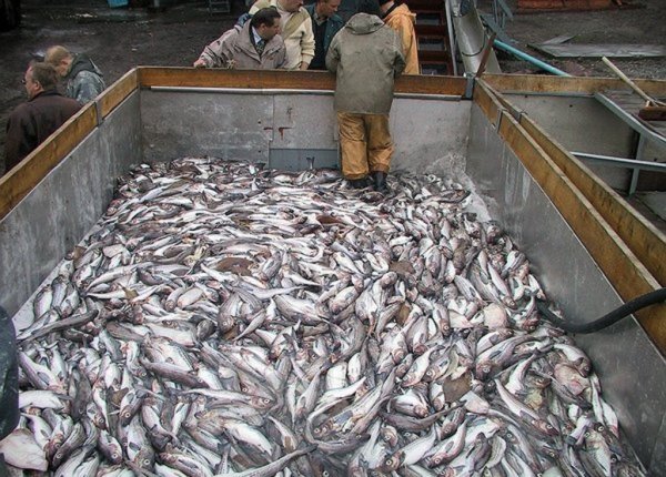 АДМ держит курс на внутренний рынок