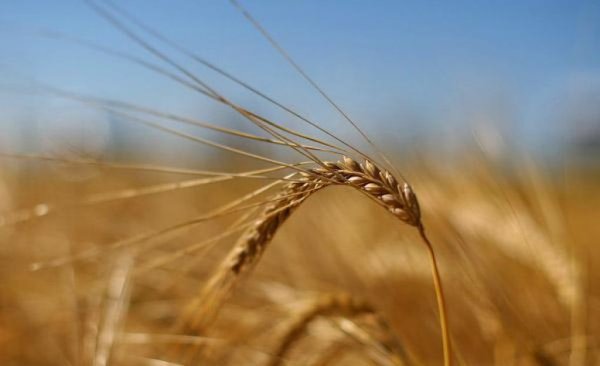 Минагропрод повысил прогноз по урожаю зерна в 2016 г