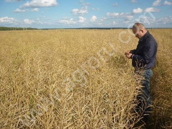 БИО КЛЕЙ Липосам для склеивания стручков РАПСА, ЛЬНА, БОБОВЫХ,Горчицы