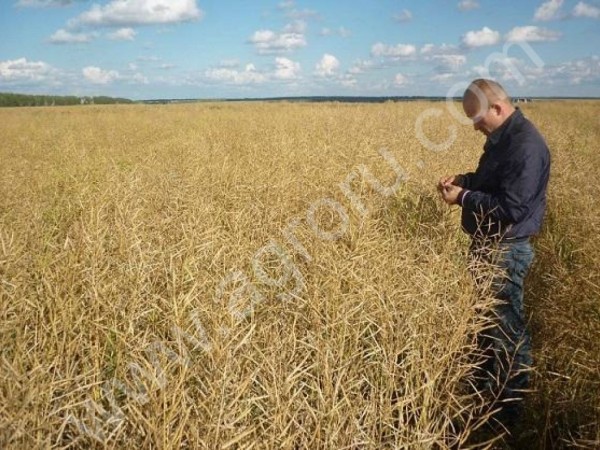 БИО КЛЕЙ Липосам для склеивания стручков РАПСА, ЛЬНА, БОБОВЫХ,Горчицы