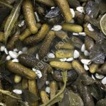 Оборудование для миницеха производства солений и маринадов.