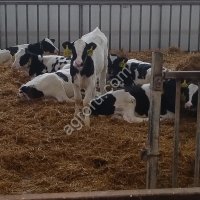 Телята бычки на откорм . Мясные с доставкой