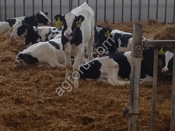 Телята бычки на откорм . Мясные с доставкой