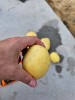 Картофель