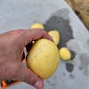 Картофель