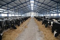 Молоко сырое