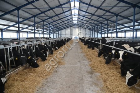 Молоко сырое