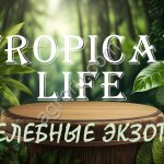 Приглашаем инвесторов к участию в новом проекте Субтропики России