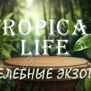 Приглашаем инвесторов к участию в новом проекте Субтропики России