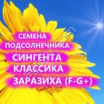 ГИБРИДЫ СЕМЕНА ПОДСОЛНЕЧНИКА СИ ФЛАМЕНКО (СИНГЕНТА, SYNGENTA)
