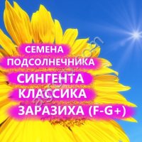 ГИБРИДЫ СЕМЕНА ПОДСОЛНЕЧНИКА СИ ФЛАМЕНКО (СИНГЕНТА, SYNGENTA)