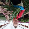 Тюльпаны от производителя