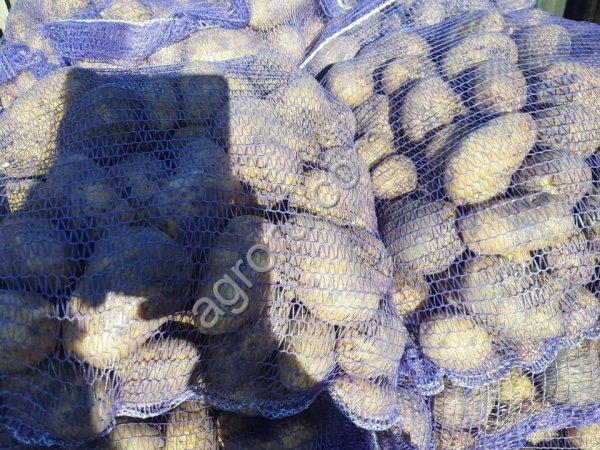 Картофель