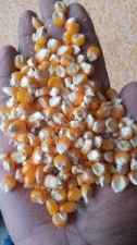 Кукуруза CIF порты Китая